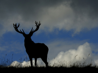 Silhouetted Red Deer Stag, Dyrehaven, Denmark by Edwin Giesbers Pricing Limited Edition Print image