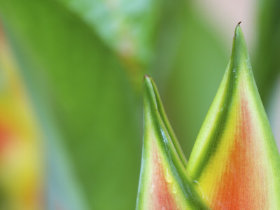 Close-Up Of Heliconia Flower, Costa Rica by Edwin Giesbers Pricing Limited Edition Print image