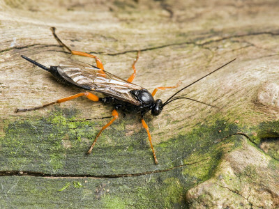 Ichneumen Wasp On Dead Log, Hertfordshire, England, Uk by Andy Sands Pricing Limited Edition Print image