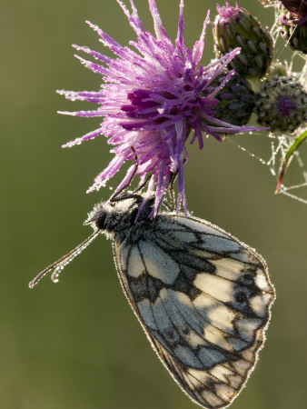 Marbled White Butterfly On Thistle Flower, Hertfordshire, England, Uk by Andy Sands Pricing Limited Edition Print image