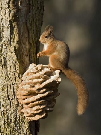 Red Squirrel On Bracket Fungus, Cairngorms, Scotland, Uk by Andy Sands Pricing Limited Edition Print image