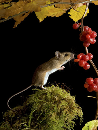 Wood Mouse Investigating Black Bryony Berries, Uk by Andy Sands Pricing Limited Edition Print image