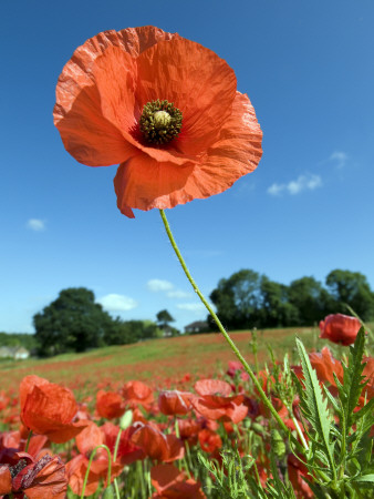 Common Poppy Individual Flower, Hertfordshire, England, Uk by Andy Sands Pricing Limited Edition Print image