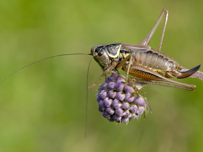 Roesel's Bush Cricket Short Winged Form On Devil's Bit Scabious, Hertfordshire, England by Andy Sands Pricing Limited Edition Print image