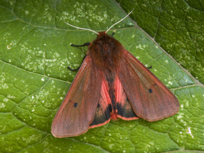 Ruby Tiger Moth Showing Underwing, Hertforshire, England, Uk by Andy Sands Pricing Limited Edition Print image