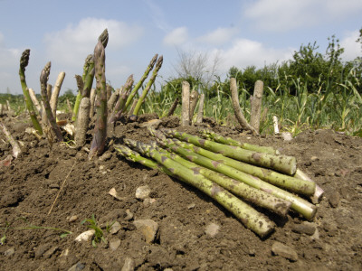 Freshly Cut Asparagus On Allotment, Norfolk, Uk by Gary Smith Pricing Limited Edition Print image