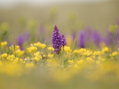 Southern Marsh Orchid And Birds Foot Trefoil Growing On Coastal Dune Slacks, Norfolk, Uk by Gary Smith Pricing Limited Edition Print image