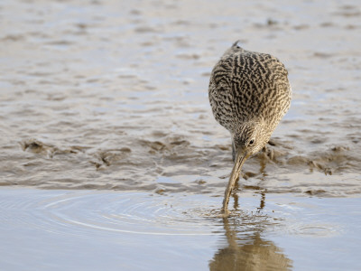 Curlew Washing Worm In Water, Norfolk Uk by Gary Smith Pricing Limited Edition Print image