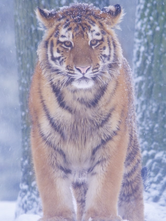 Siberian Tiger In Snow Storm by Edwin Giesbers Pricing Limited Edition Print image