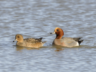 Wigeon Male And Female On Water, Norfolk, Uk by Gary Smith Pricing Limited Edition Print image