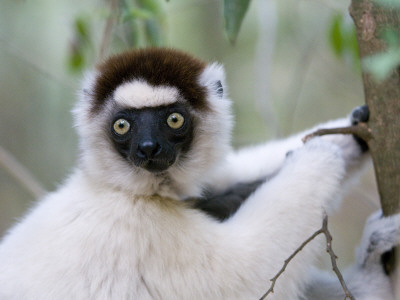 Verreaux's Sifaka Berenty Private Reserve, Southern Madagascar, Iucn Vulnerable Species by Mark Carwardine Pricing Limited Edition Print image