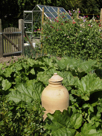 Rhubarb Patch With Terracotta Forcer, In Country Garden, Norfolk, July by Gary Smith Pricing Limited Edition Print image
