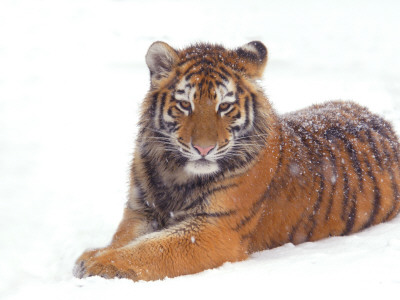 Siberian Tiger In Snow by Edwin Giesbers Pricing Limited Edition Print image