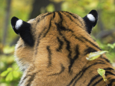 Markings On Siberian Amur Tiger Ears, Rescued From Poachers, Eutyos Wildlife Rehabilitation Centre by Mark Carwardine Pricing Limited Edition Print image