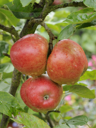 Norfolk Royal' Apples On Apple Tree Norfolk, Uk by Gary Smith Pricing Limited Edition Print image