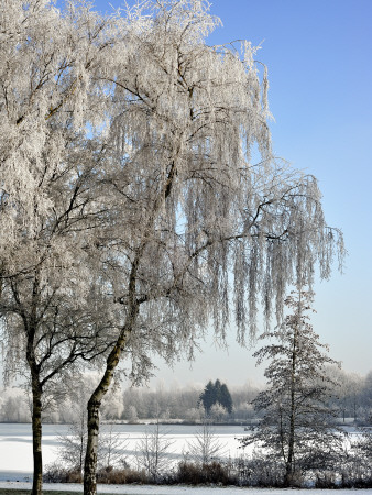 Frozen Pond In Park Landscape With Birch Trees Covered In Hoarfrost, Belgium by Philippe Clement Pricing Limited Edition Print image
