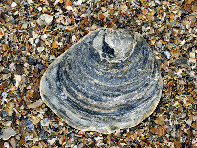 Common Oyster Shell On Beach, Normandy, France by Philippe Clement Pricing Limited Edition Print image