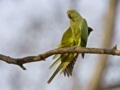 Rose Ringed Ring-Necked Parakeet Stretching Wing, Ranthambhore Np, Rajasthan, India by T.J. Rich Pricing Limited Edition Print image