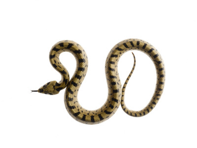 Juvenile Ladder Snake Alicante, Spain by Niall Benvie Pricing Limited Edition Print image