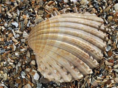 Prickly Cockle Shell On Beach, Mediterranean, France by Philippe Clement Pricing Limited Edition Print image