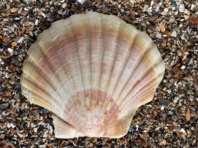 Scallop Shell On Beach, Normandy, France by Philippe Clement Pricing Limited Edition Print image