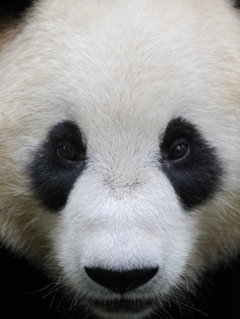 Head Portrait Of A Giant Panda Bifengxia Giant Panda Breeding And Conservation Center, China by Eric Baccega Pricing Limited Edition Print image