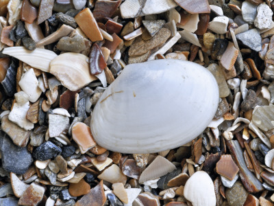 White Furrow Shell On Beach, Belgium by Philippe Clement Pricing Limited Edition Print image