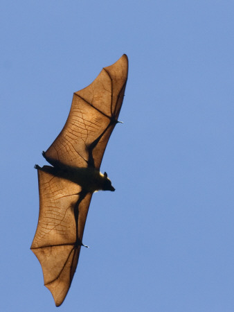 Madagascar Fruit Bat Flying Fox Berenty Reserve, Madagascar by Edwin Giesbers Pricing Limited Edition Print image