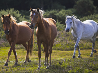 Three New Forest Ponies, Hampshire, England by Adam Burton Pricing Limited Edition Print image