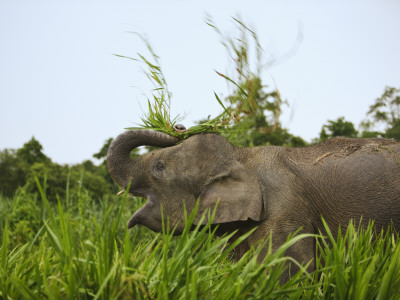 Bornean Pygmy Elephant Threshing Food, Sukau, Sabah, Borneo by Tony Heald Pricing Limited Edition Print image