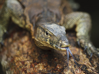 Asian Water Monitor Portrait With Tongue Exposed, Sukau, Sabah, Borneo by Tony Heald Pricing Limited Edition Print image