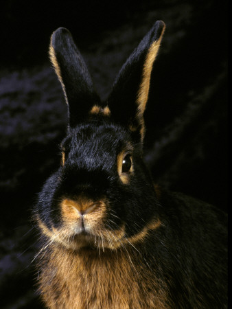 Black And Tan Domestic Rabbit by Adriano Bacchella Pricing Limited Edition Print image