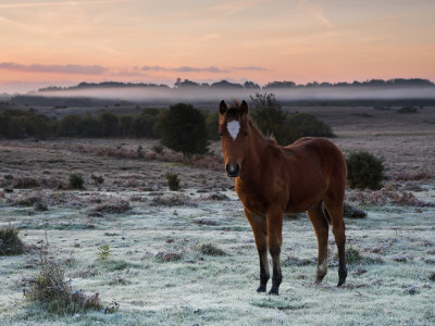 New Forest Pony Foal On Frosty Heathland, New Forest National Park, Hampshire, England by Adam Burton Pricing Limited Edition Print image