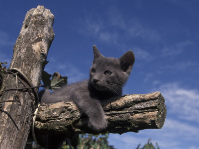 Grey Kitten Resting On Logs In Garden, Italy by Adriano Bacchella Pricing Limited Edition Print image