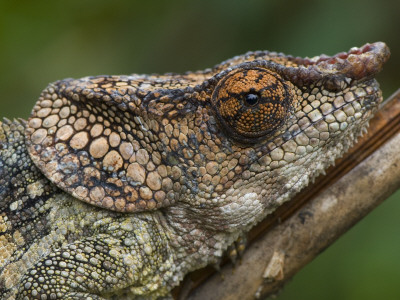 Short-Horned Chameleon Portraits, Madagascar by Edwin Giesbers Pricing Limited Edition Print image