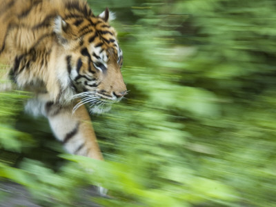Sumatran Tiger Walking by Edwin Giesbers Pricing Limited Edition Print image