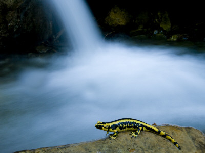 European Salamander On Rock In Stream, Pyrenees, Navarra Region, Spain by Inaki Relanzon Pricing Limited Edition Print image