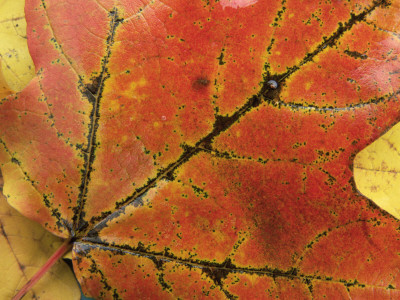 Maple Leaf, New England by Adam Burton Pricing Limited Edition Print image