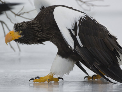 Steller's Sea Eagle Walking Over Ice, Kuril Lake, Kamchatka, Far East Russia by Igor Shpilenok Pricing Limited Edition Print image