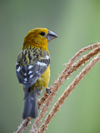 Male Golden-Bellied Grosbeak Chaparri Ecological Reserve, Peru, South America by Eric Baccega Pricing Limited Edition Print image
