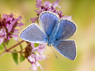 Common Blue Male On Flower Of Marjoram by Andy Sands Pricing Limited Edition Print image