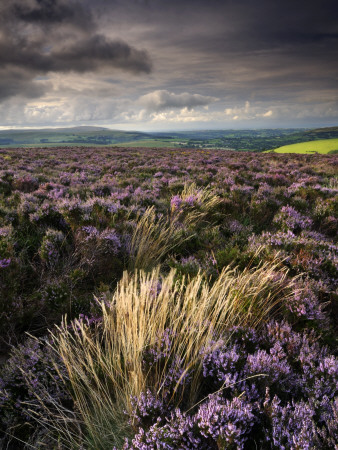 Heather And Moorland View, Near Birch Tor, Dartmoor Np, Devon, Uk, August 2008 by Ross Hoddinott Pricing Limited Edition Print image