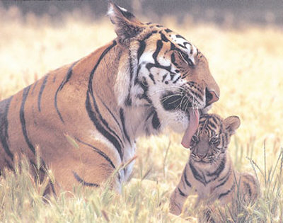 Tiger Licking Cub by Patrick Martin Vegue Pricing Limited Edition Print image