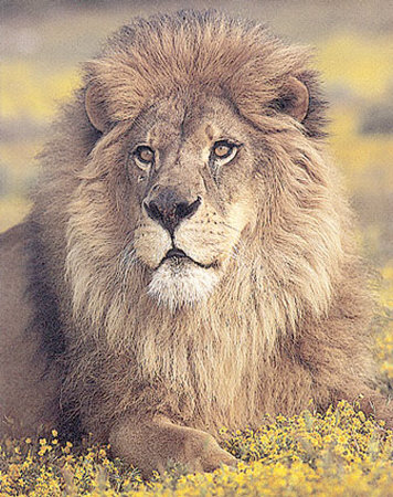 Lion Sitting by Ron Kimball Pricing Limited Edition Print image