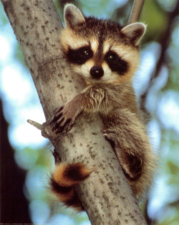 Baby Raccoon by Bill Ivy Pricing Limited Edition Print image