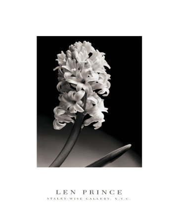 Hyacinth by Len Prince Pricing Limited Edition Print image