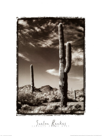 Saguaro Organ Pipe by Saelon Renkes Pricing Limited Edition Print image