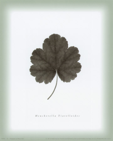 Leaf Xii by William Cahill Pricing Limited Edition Print image