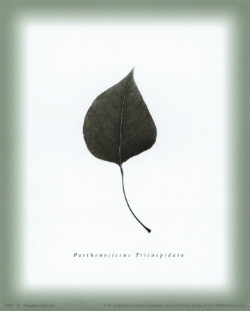 Leaf Xv by William Cahill Pricing Limited Edition Print image
