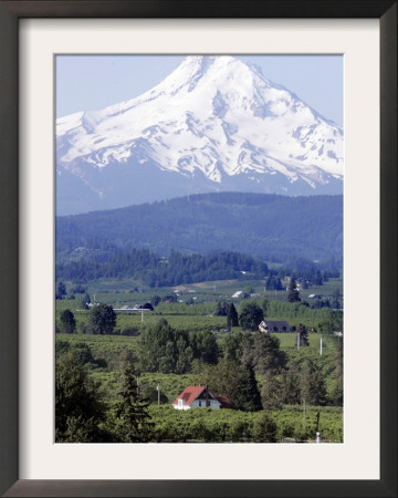 Mount Hood Over Houses Scattered Amongst Orchards And Firs, Pine Grove, Oregon by Don Ryan Pricing Limited Edition Print image